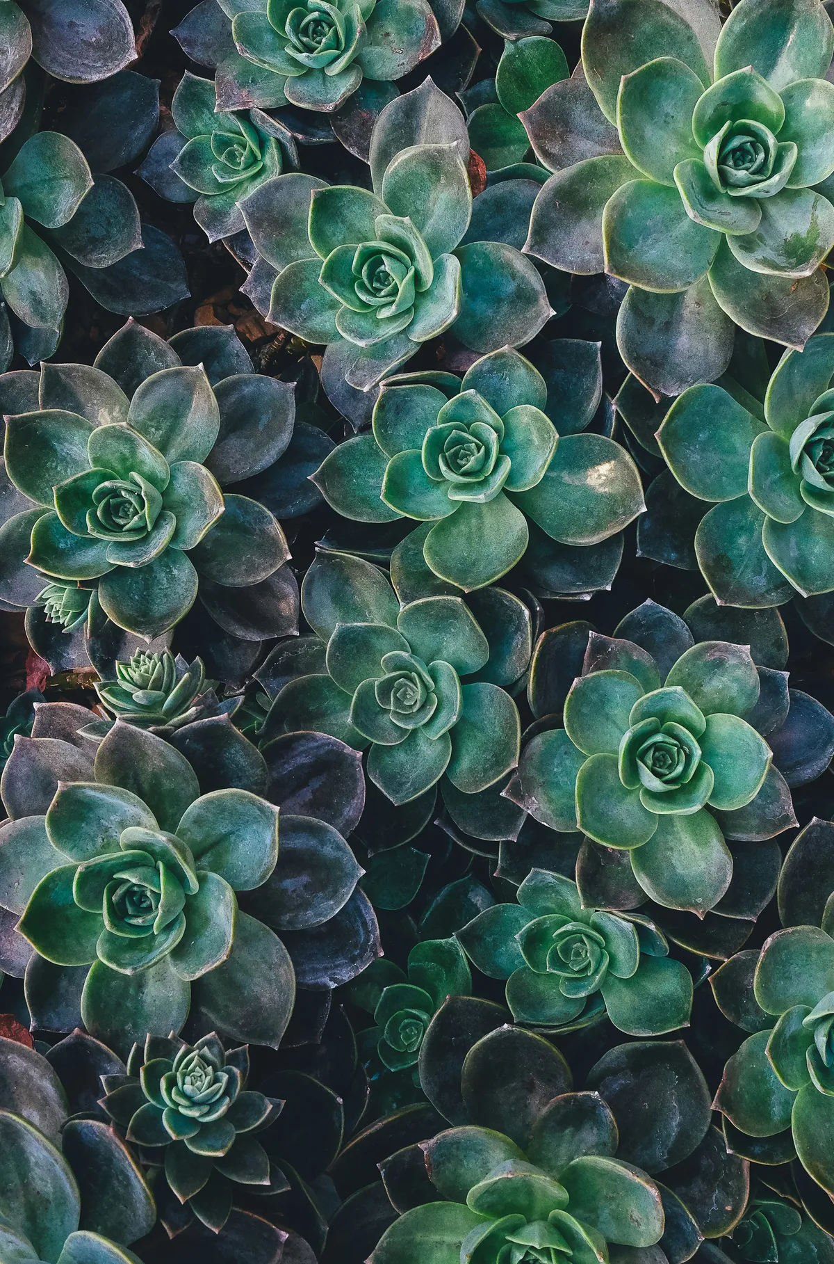Close-up of lush green succulents