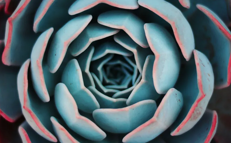 Large green and red succulent plant with fleshy layered leaves