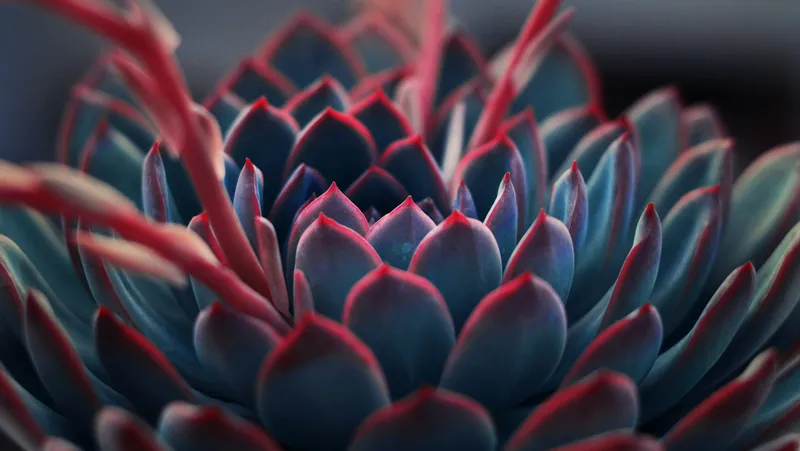 Close-up profile of a succulent plant showing layered geometric leaves